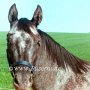 Appaloosa 2 (8)